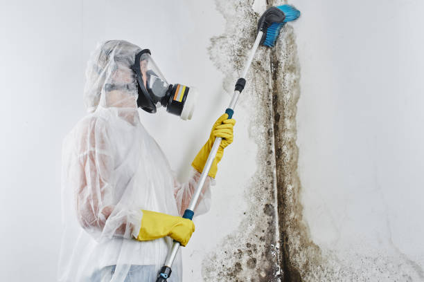 Mold Testing and Removal in Shasta, CA