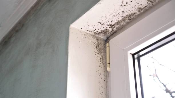 Best Attic Mold Removal  in Shasta, CA