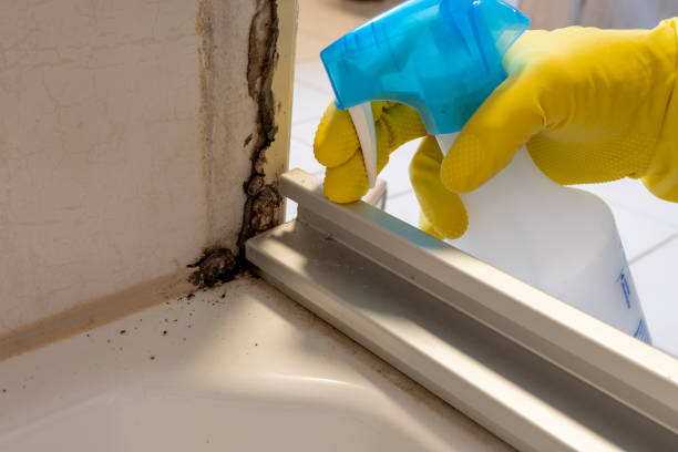 Office Mold Removal Services in Shasta, CA