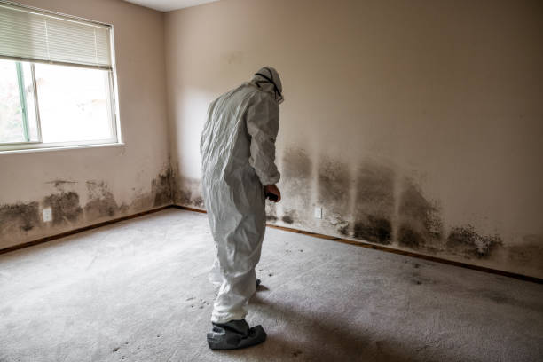 Best Mold Damage Repair  in Shasta, CA