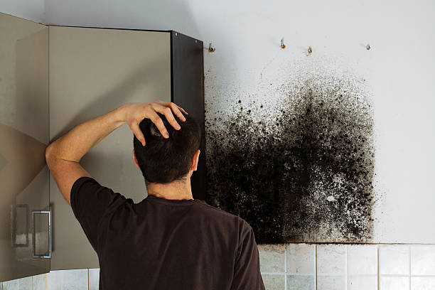 Best Mold Testing  in Shasta, CA
