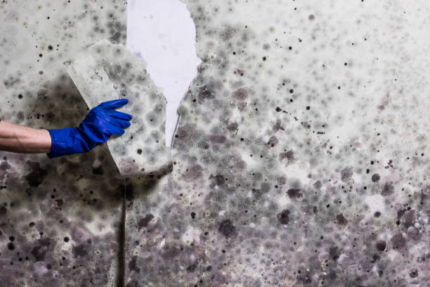 Best Crawl Space Mold Removal  in Shasta, CA