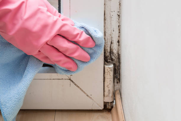 Best Commercial Mold Removal  in Shasta, CA