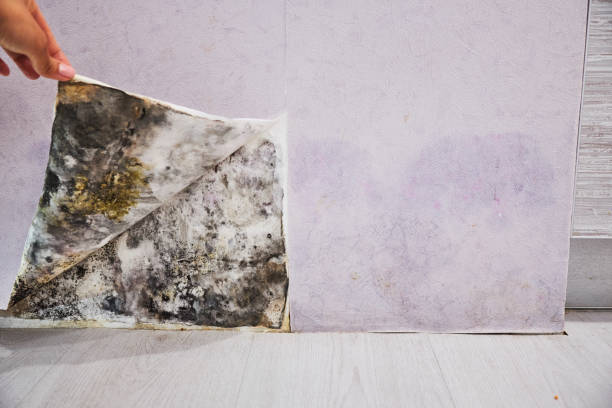 Best Best Mold Removal Companies  in Shasta, CA